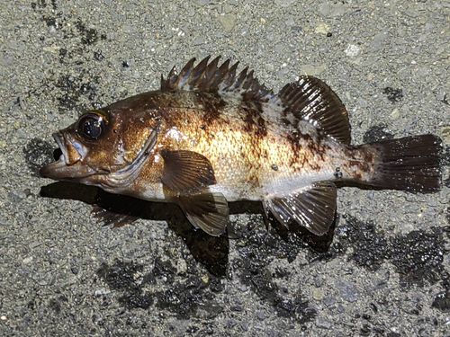 メバルの釣果