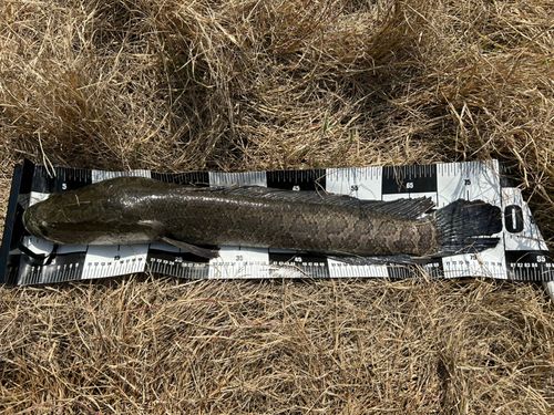ライギョの釣果