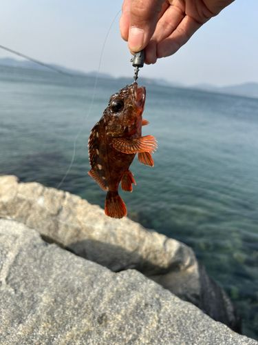 アラカブ