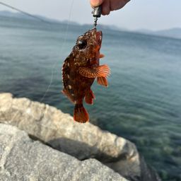 アラカブ