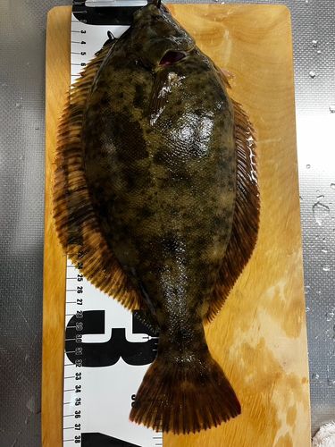 マコガレイの釣果