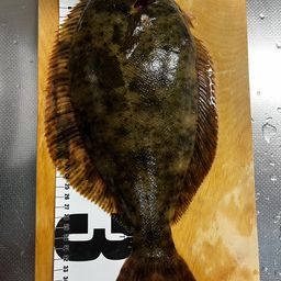 マコガレイ