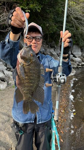 ティラピアの釣果