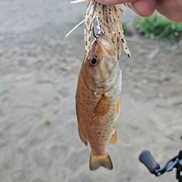 スモールマウスバス