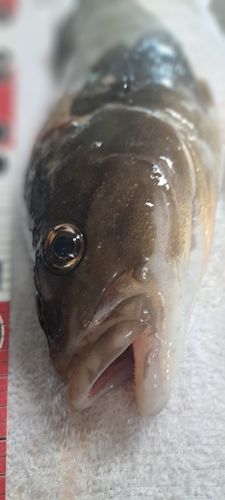 ホッケの釣果