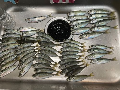 アジの釣果