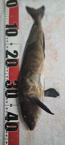 ホッケの釣果