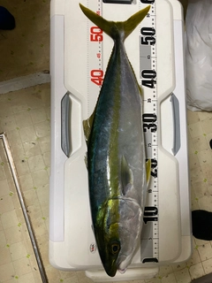 イナダの釣果