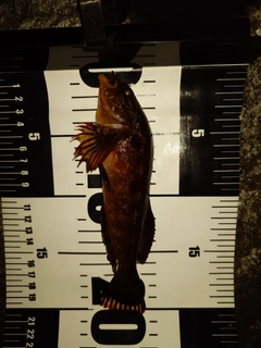 タケノコメバルの釣果