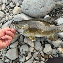 スモールマウスバス