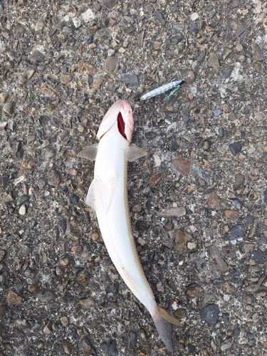 エソの釣果