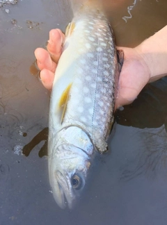 アメマスの釣果
