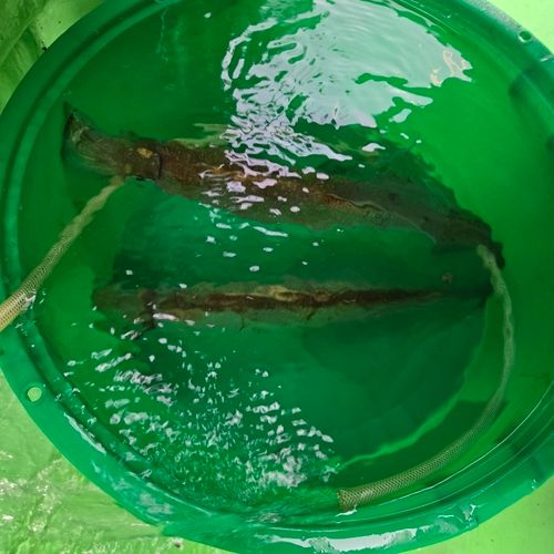 ヤリイカの釣果