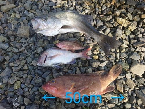 アコウの釣果