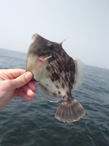 カワハギの釣果