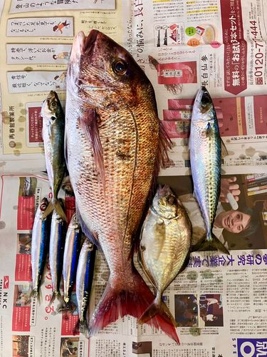 タイの釣果