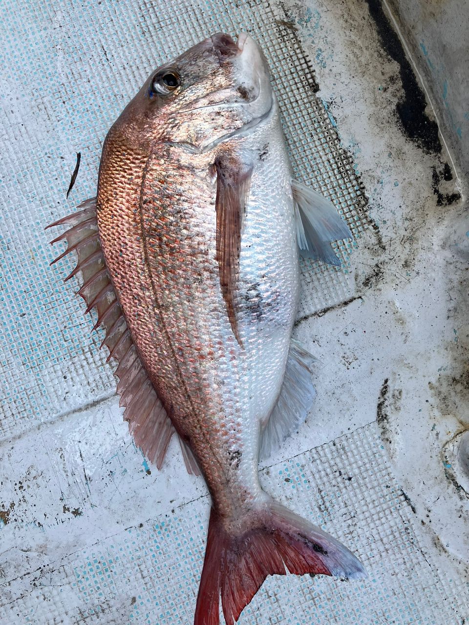ゆう1118さんの釣果 2枚目の画像