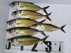 メアジの釣果