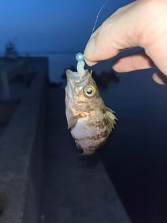 シロメバルの釣果