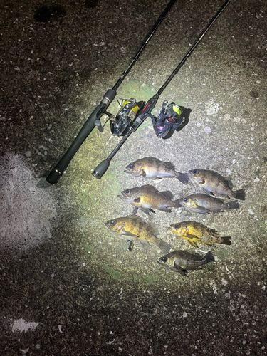 メバルの釣果