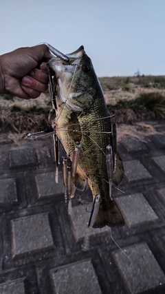 ブラックバスの釣果