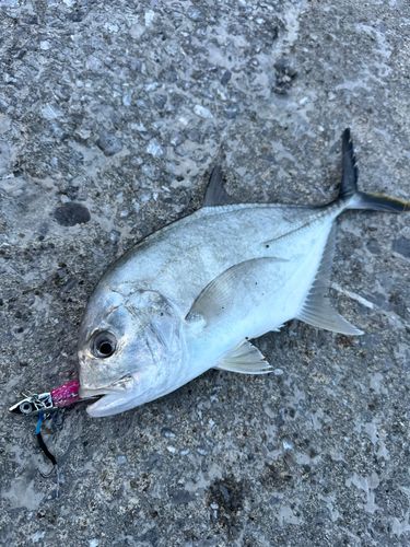 ロウニンアジの釣果