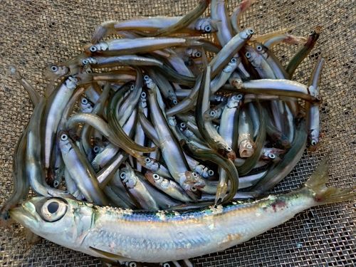 チアユの釣果