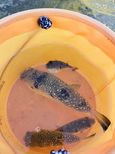 クサフグの釣果
