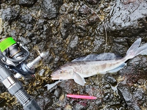 ホッケの釣果