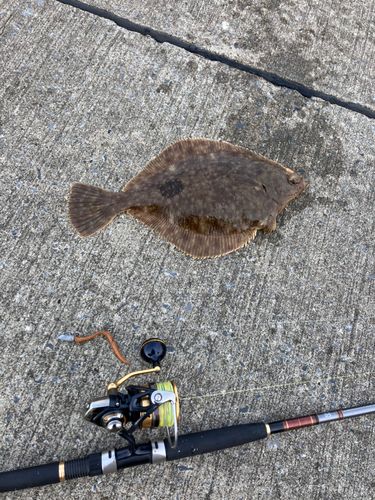 カレイの釣果
