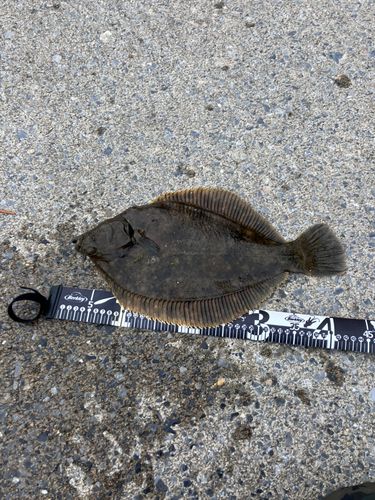 カレイの釣果