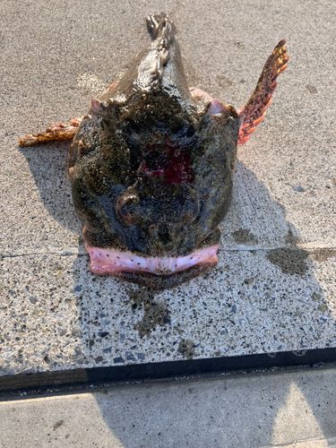 カジカの釣果
