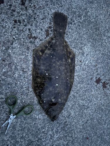 マコガレイの釣果