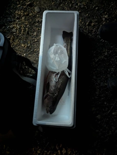 ニジマスの釣果
