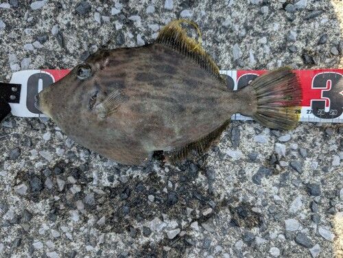 カワハギの釣果