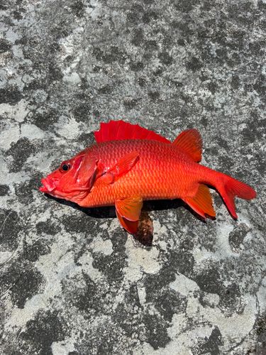 トガリエビスの釣果