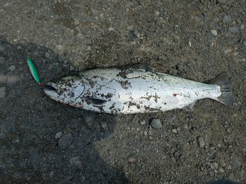 サクラマスの釣果
