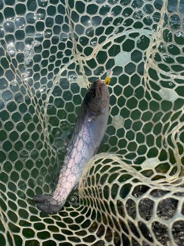 ニジマスの釣果