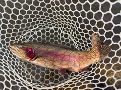 トラウトの釣果