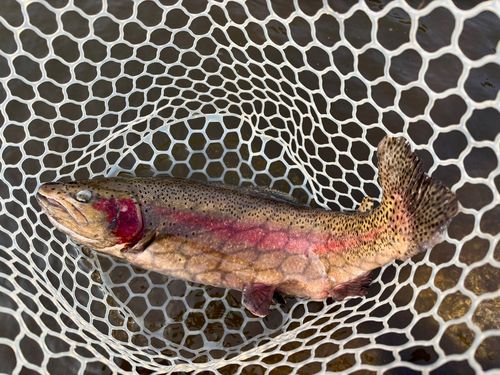 トラウトの釣果