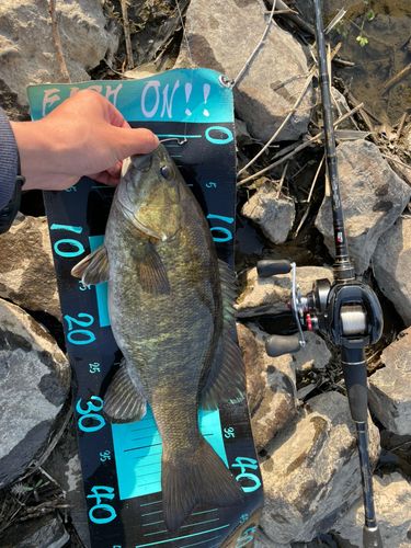 スモールマウスバスの釣果