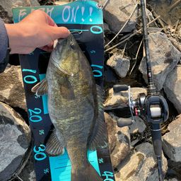 スモールマウスバス