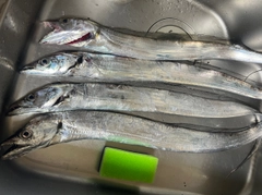 タチウオの釣果