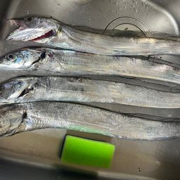 タチウオ
