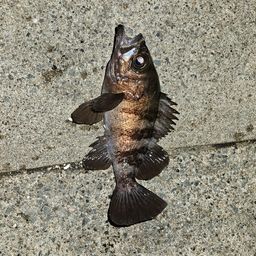 メバル