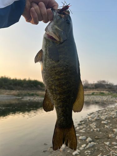 スモールマウスバスの釣果