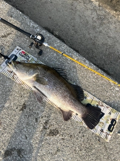 アカメの釣果