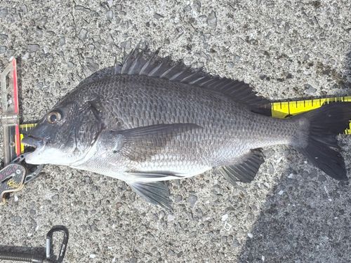 クロダイの釣果