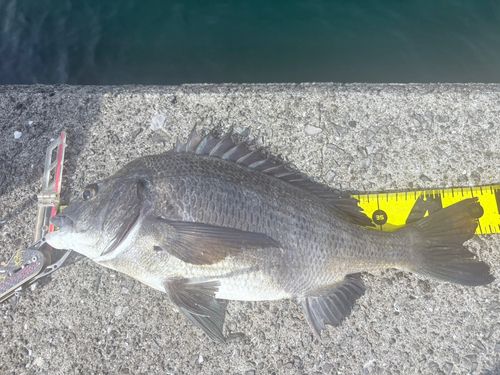 クロダイの釣果