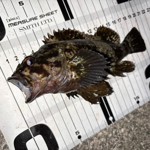 ムラソイの釣果
